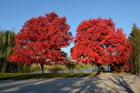 Acer Rubrum